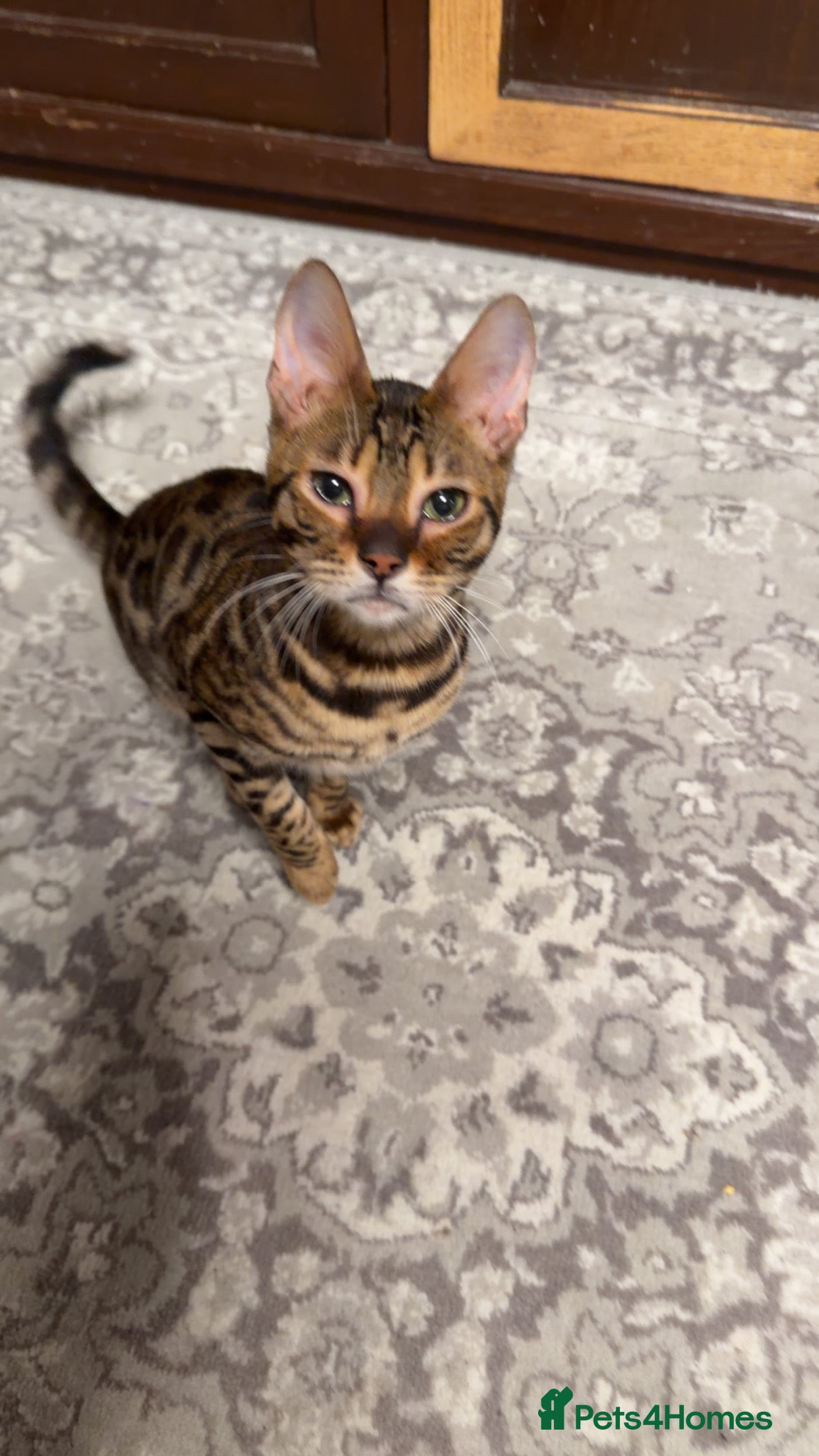 Bengal cats Last male TICA REGISTERED  - Advert 5