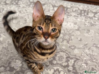 Bengal cats Last male TICA REGISTERED - Advert 5