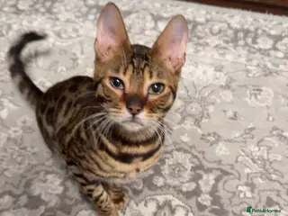 Bengal cats Last male TICA REGISTERED - Advert 14