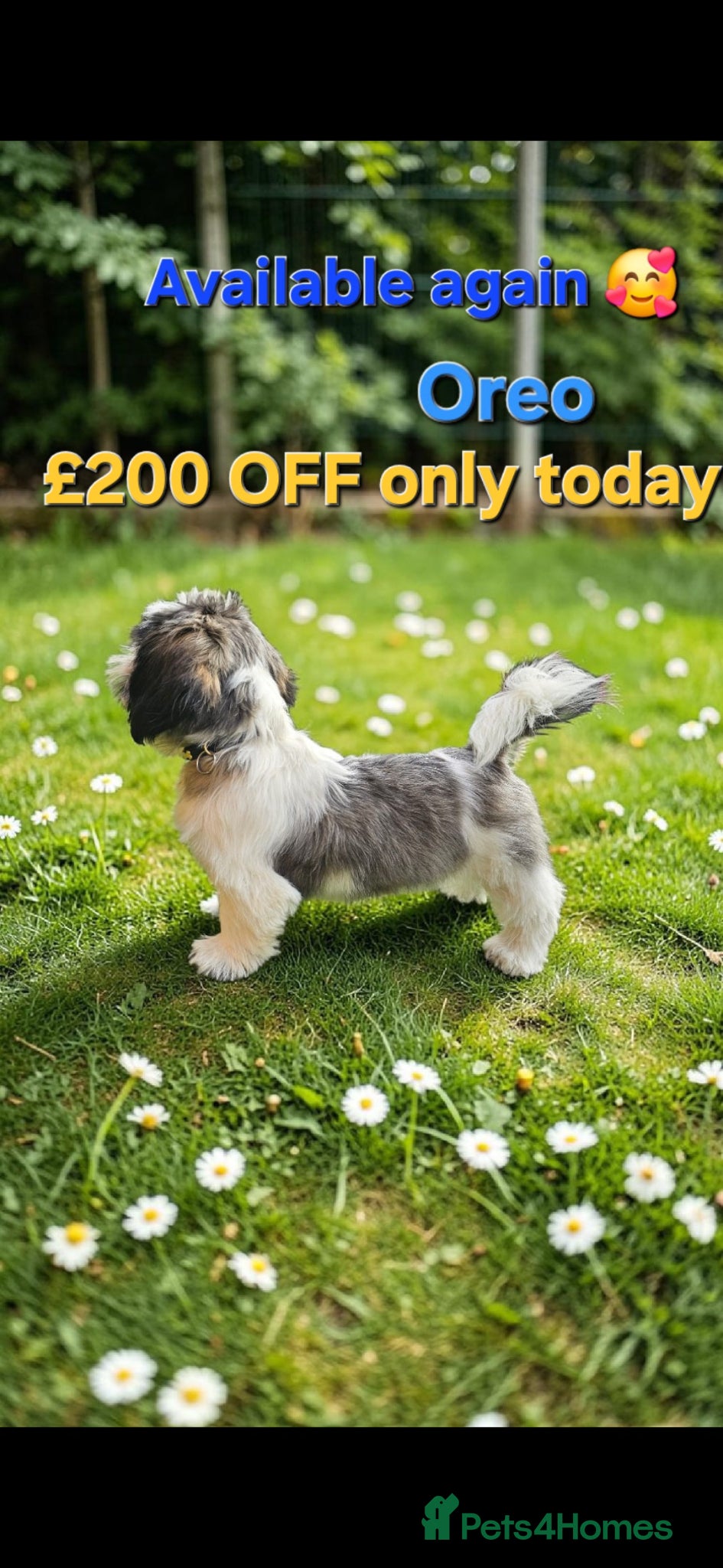 Shih Tzu dogs  💞 PURE STANDARD SHIH TZU 💕 - Advert 2