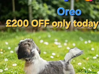 Shih Tzu dogs 💞 PURE STANDARD SHIH TZU 💕 - Advert 2