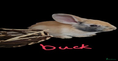 Harlequin rabbits 5 beautiful Harlequin bunnies looking for a new 🏡 - Advert 13