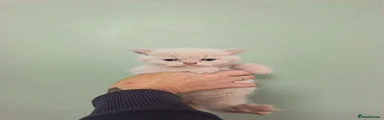 Cream boy