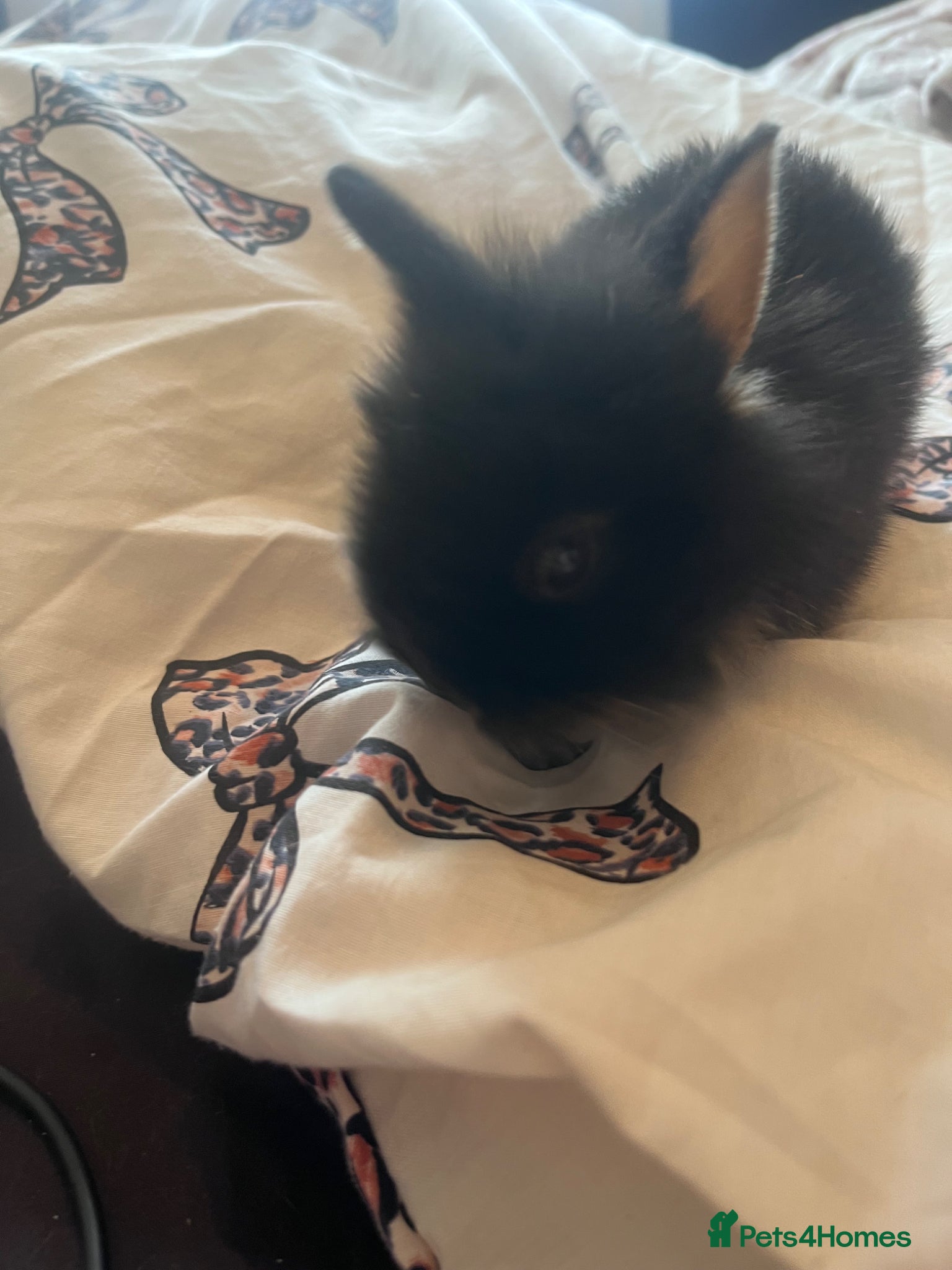 Mini Lion Lop rabbits for sale: Mini lop x double manned lion  in Nottingham - Advert 3