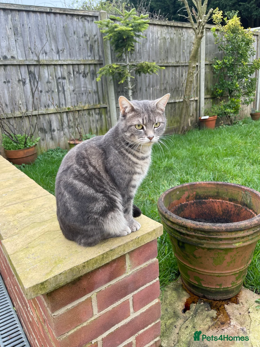 Mixed Breed cats for sale: 3 Bengal/Maincoon/Tabby kittens for loving home - Advert 24