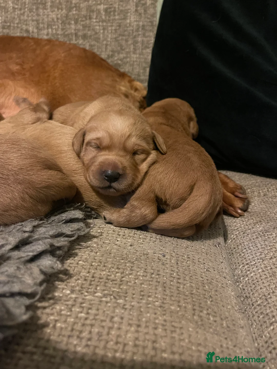 Goldador dogs for sale: Quality Fox Red Goldador Puppies - Advert 5