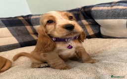 Cocker Spaniel dogs for sale: * KC Registered show type cockers * - Image 14