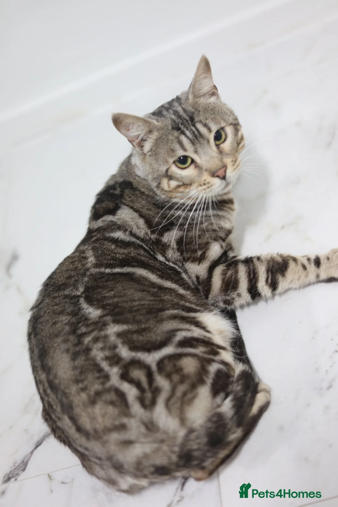 Bengal cats for stud: BLUE + SNOW CARRIER Silver Korea Import Clouded - Advert 1