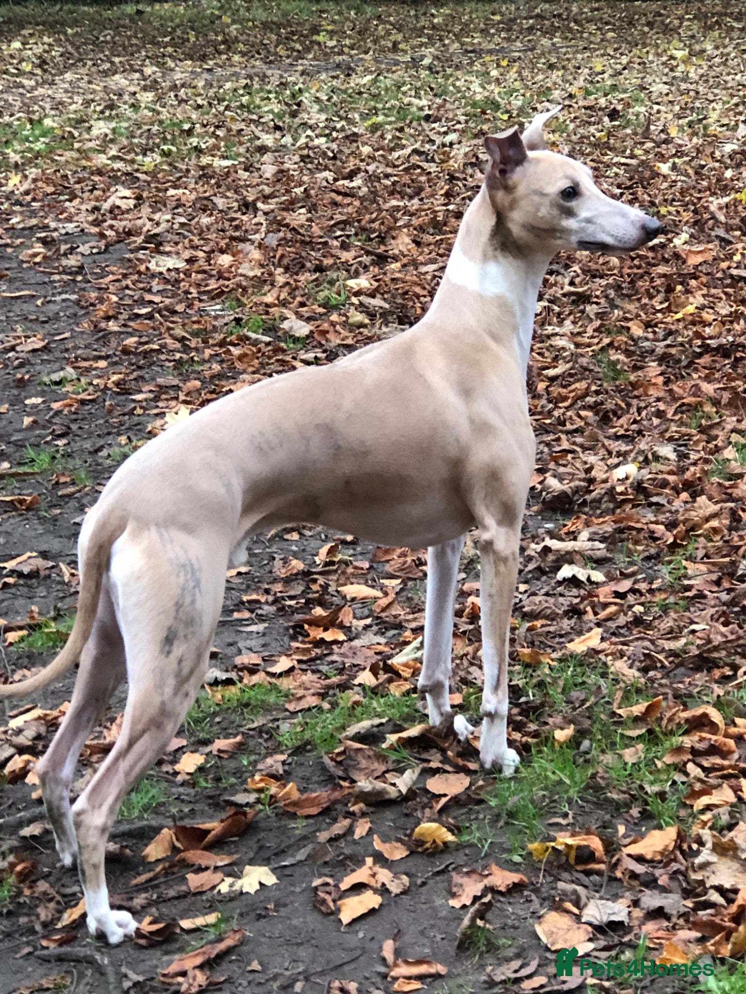 Whippet dogs 4 year old Male  - Advert 4