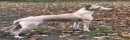 Whippet dogs for stud: 4 year old Male  in Altrincham - Advert 1