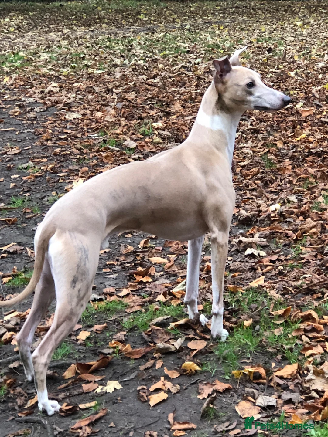 Whippet dogs for stud: 4 year old Male  in Altrincham - Advert 1