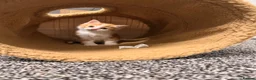 Mixed Breed cats for sale: British Shorthair x Longhair kittens - Advert 28