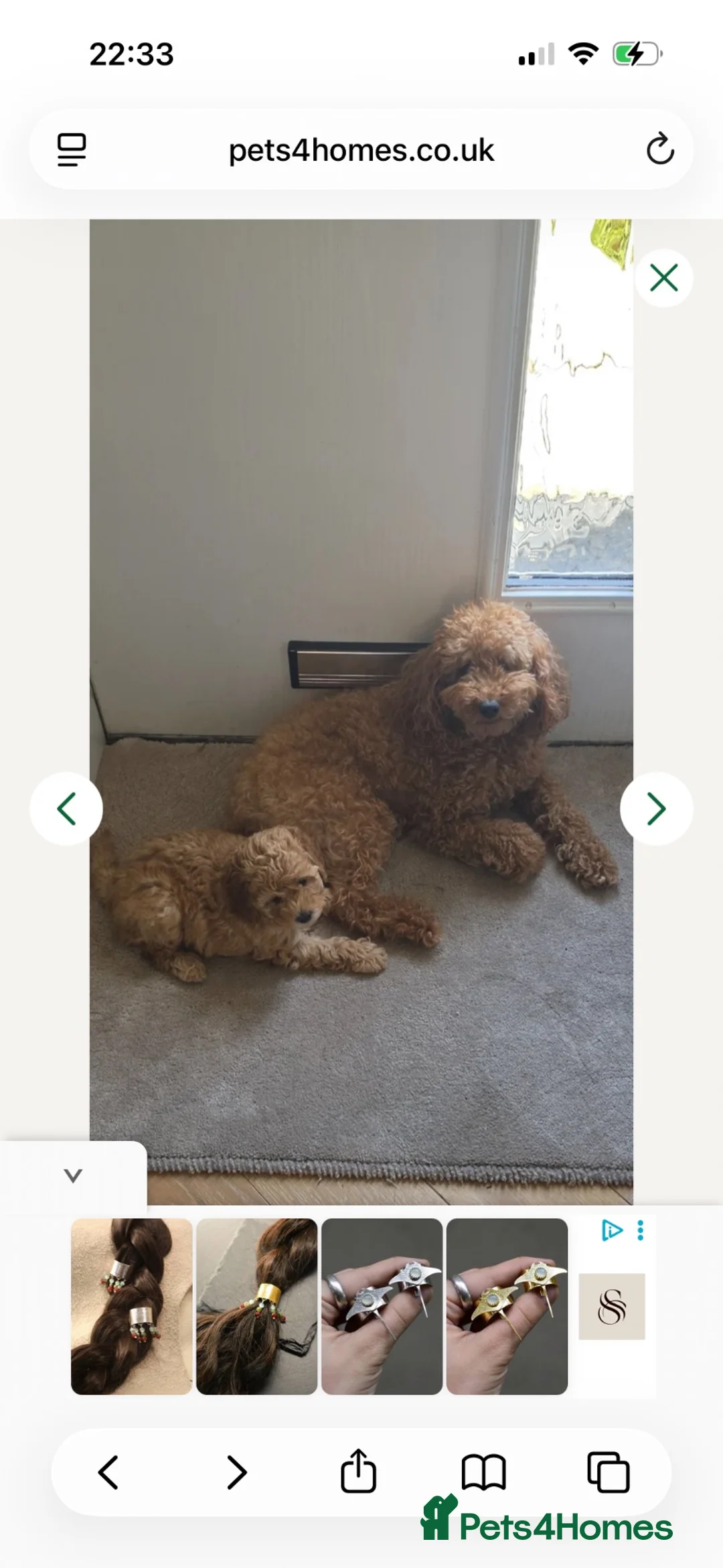 Miniature Poodle dogs for sale: 5 month old Miniature Poodle  - Advert 6