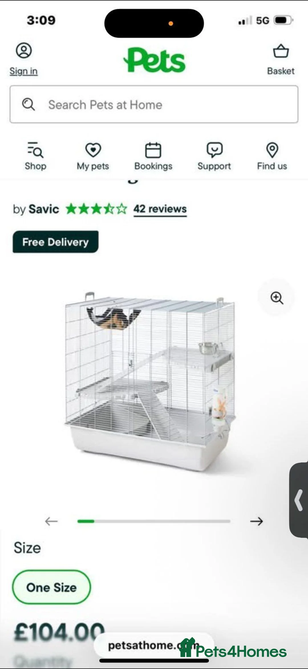 Rat rodents for sale: Female rats - Advert 2