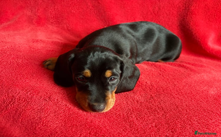 Dachshund dogs Last puppy left - Black and Tan girl - Advert 17