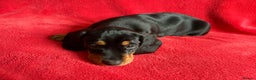 Dachshund dogs for sale: 8 weeks & READY TO LEAVE NOW - dachshund puppy  - Advert 4