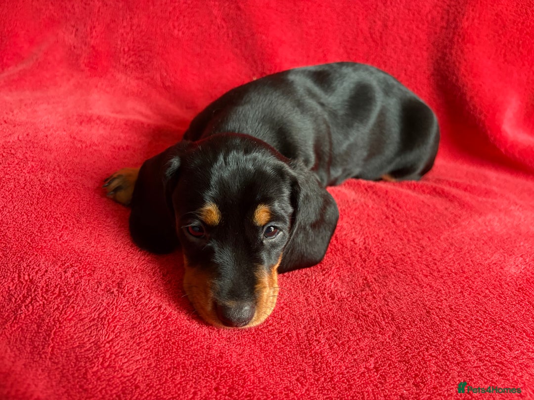 Dachshund dogs for sale: 8 weeks & READY TO LEAVE NOW - dachshund puppy  - Advert 4