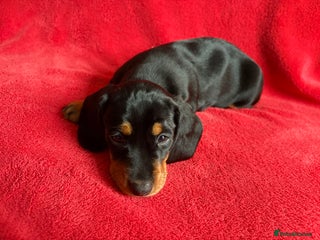 Dachshund dogs Last puppy left - Black and Tan girl - Advert 17