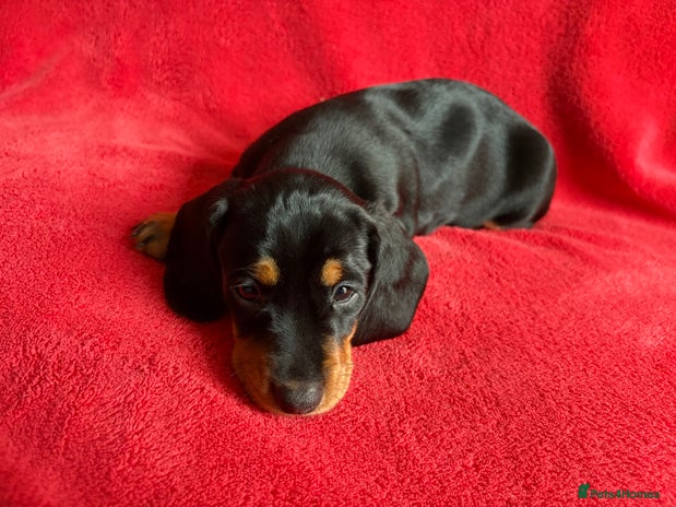 Dachshund dogs Last puppy left - Black and Tan girl - Advert 17