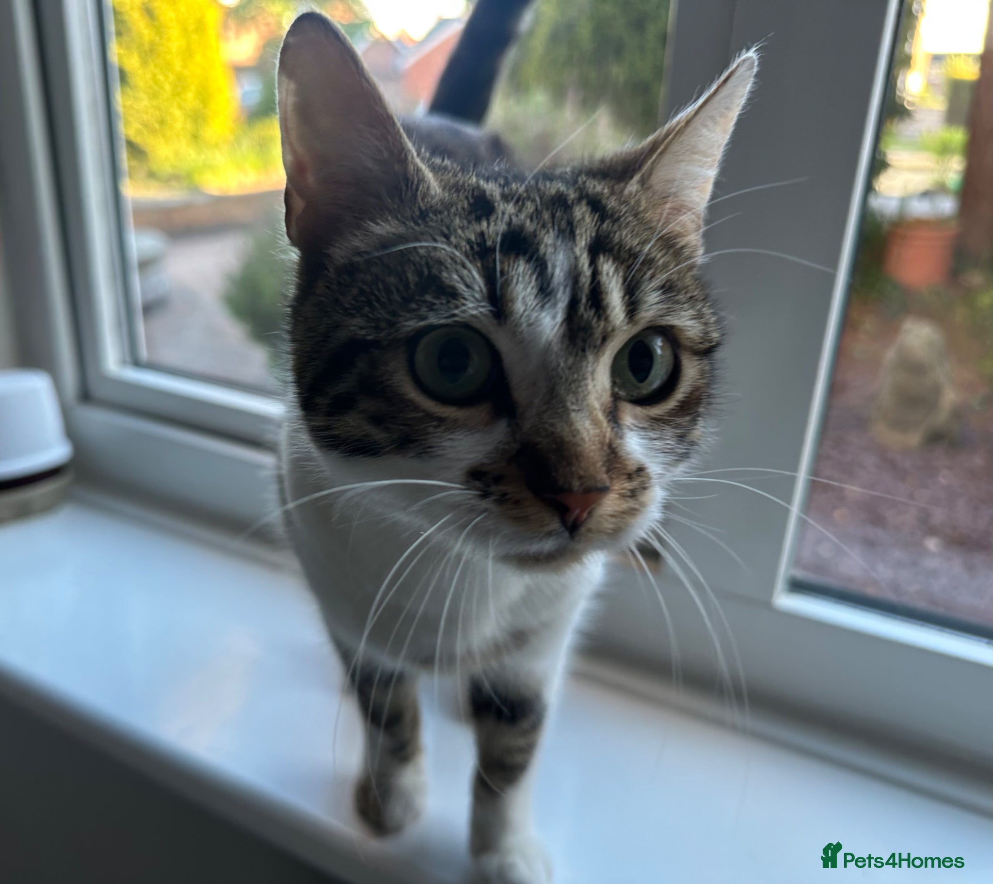 Mixed Breed cats Adult - Male Cat - Advert 1