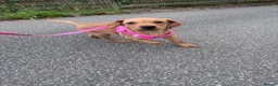 Labrador Retriever dogs for sale: 1 girl left…Beautiful litter of Labrador puppies - Advert 26