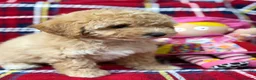 Poochon dogs for sale: Beautiful Teddy Bear Poochon Puppies  - Advert 17