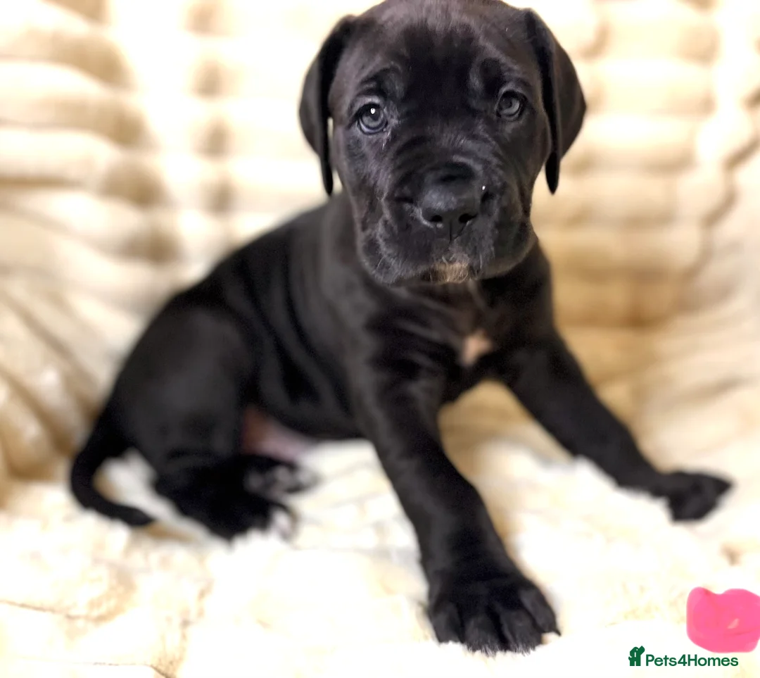 Cane Corso dogs for sale: Cane Corso Puppies  - Advert 8