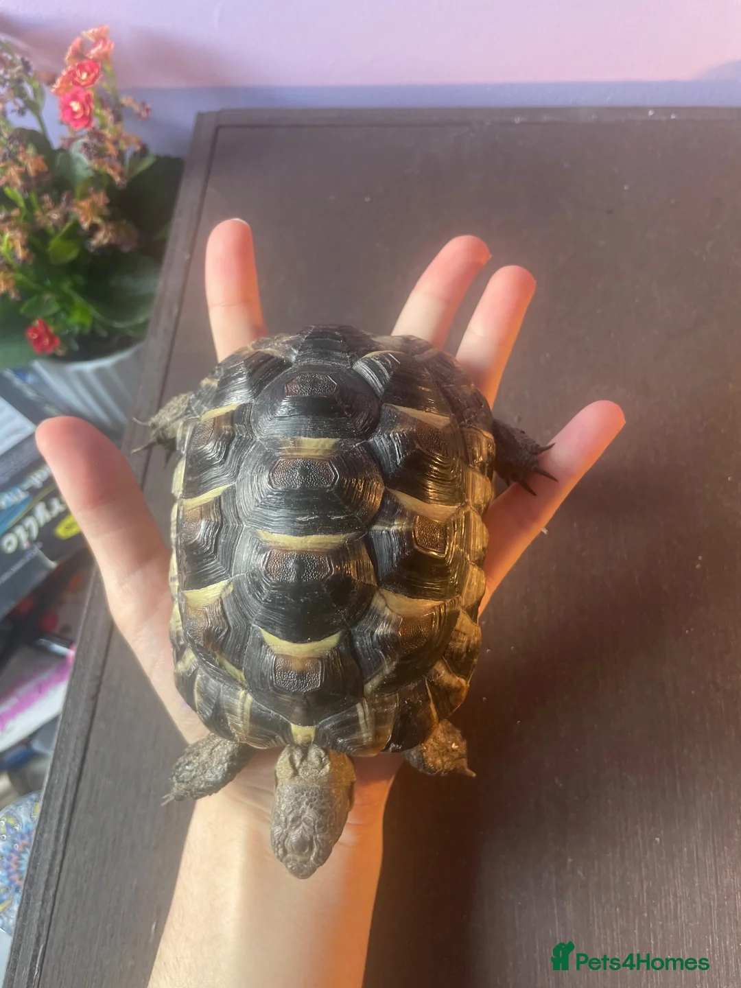 Tortoise reptiles for sale: greek tortoise with house + accessories - Advert 2