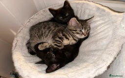 Mixed Breed cats for sale: Gorgeous kittens ready to leave now!  - Image 6