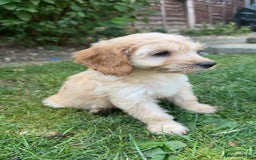 Cockapoo dogs for sale: Cockapoo puppies  - Image 2