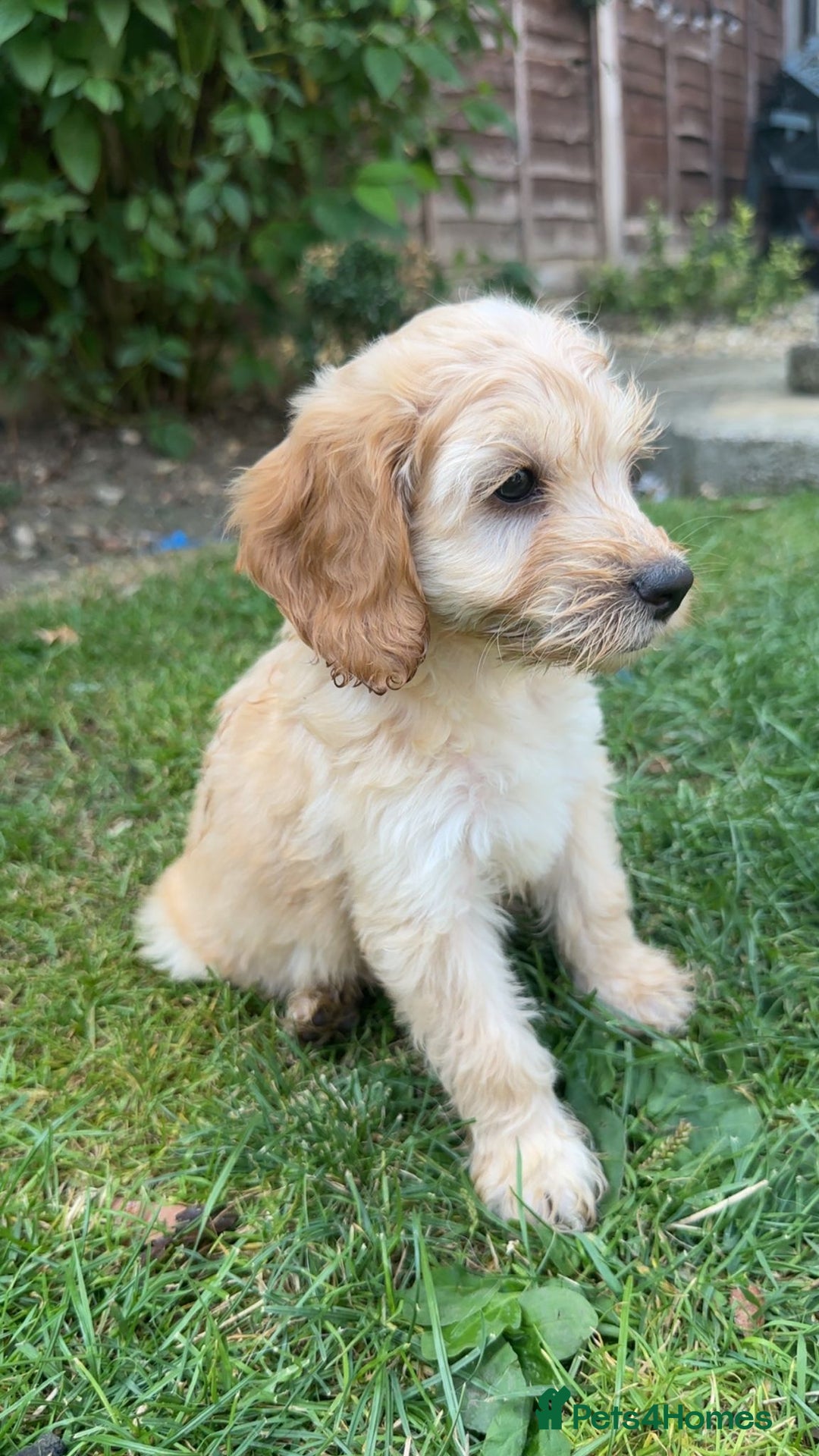 Cockapoo dogs for sale: Cockapoo puppies  - Image 2