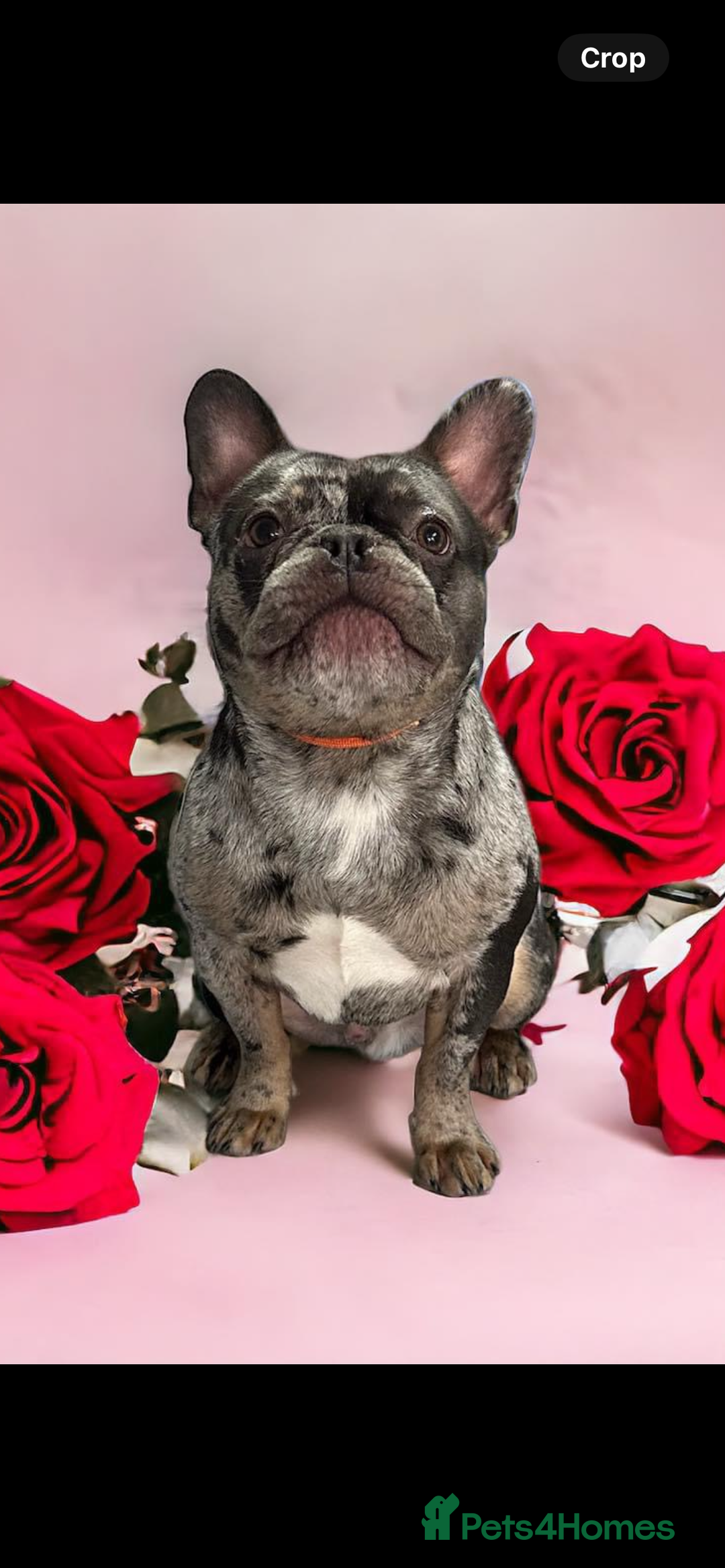 French Bulldog dogs for sale: French Bulldog Male for Rehome - Advert 2