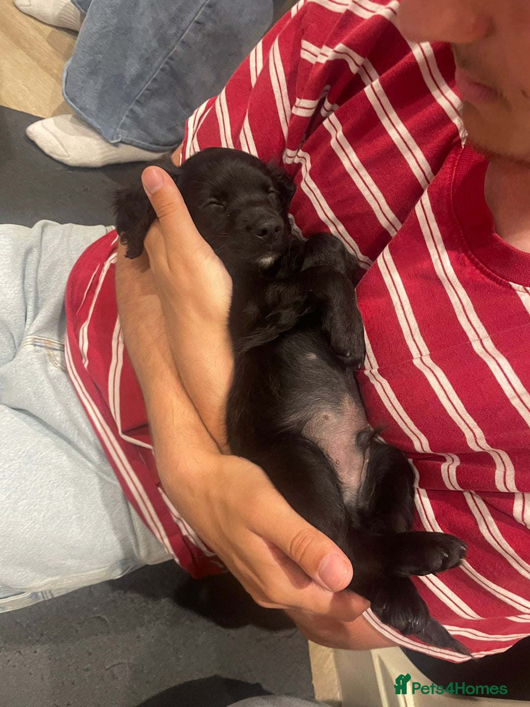Cockapoo dogs for sale: READY NOW..!  cockapoos *1 girl 2boys* - Image 13