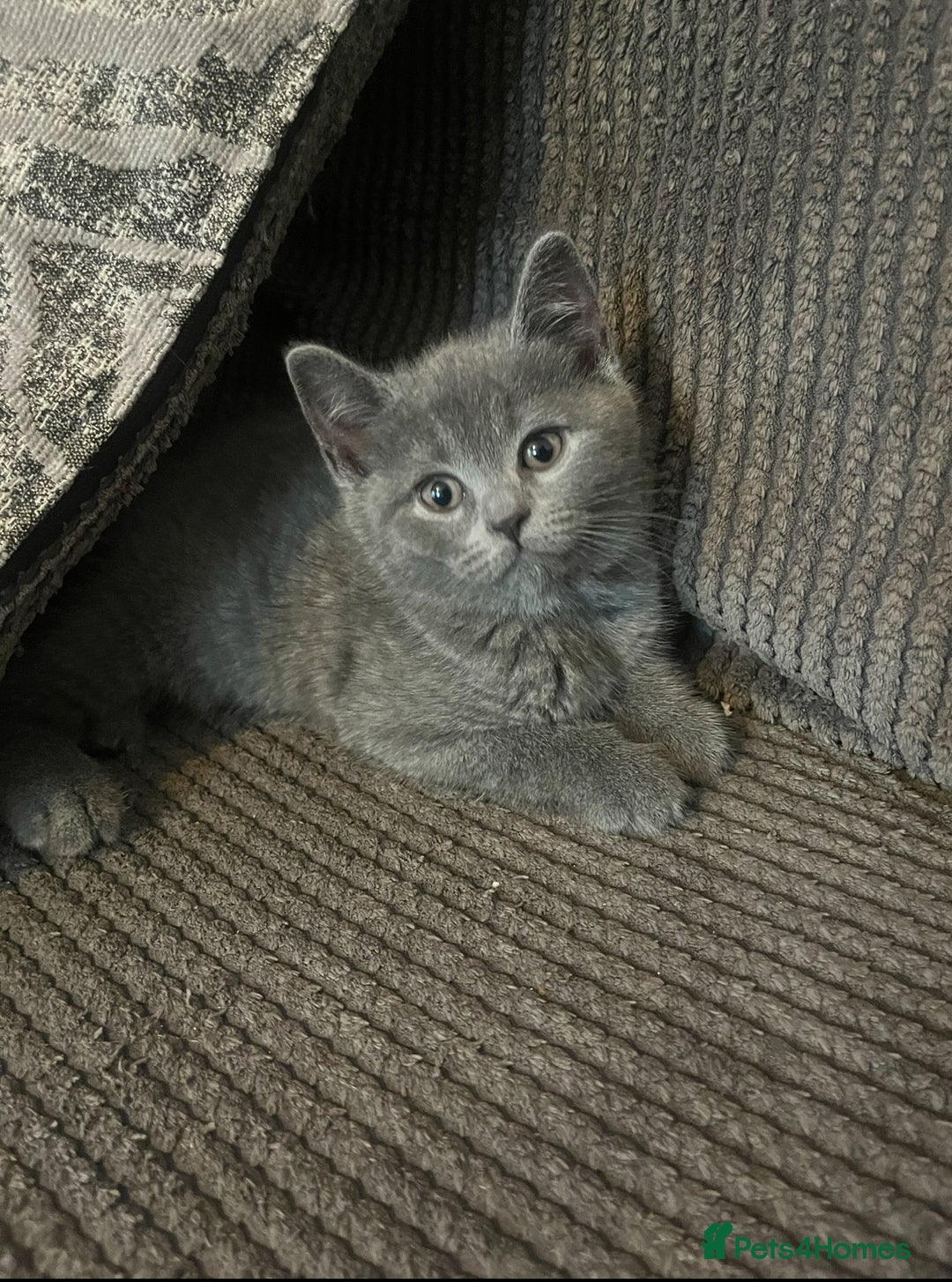 British Shorthair cats for sale: 2 beautiful British Shorthairs for sale  - Advert 3