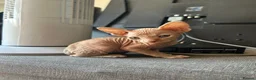 Sphynx cats for sale: 5 Canadian Sphynx kittens for sale - Advert 13