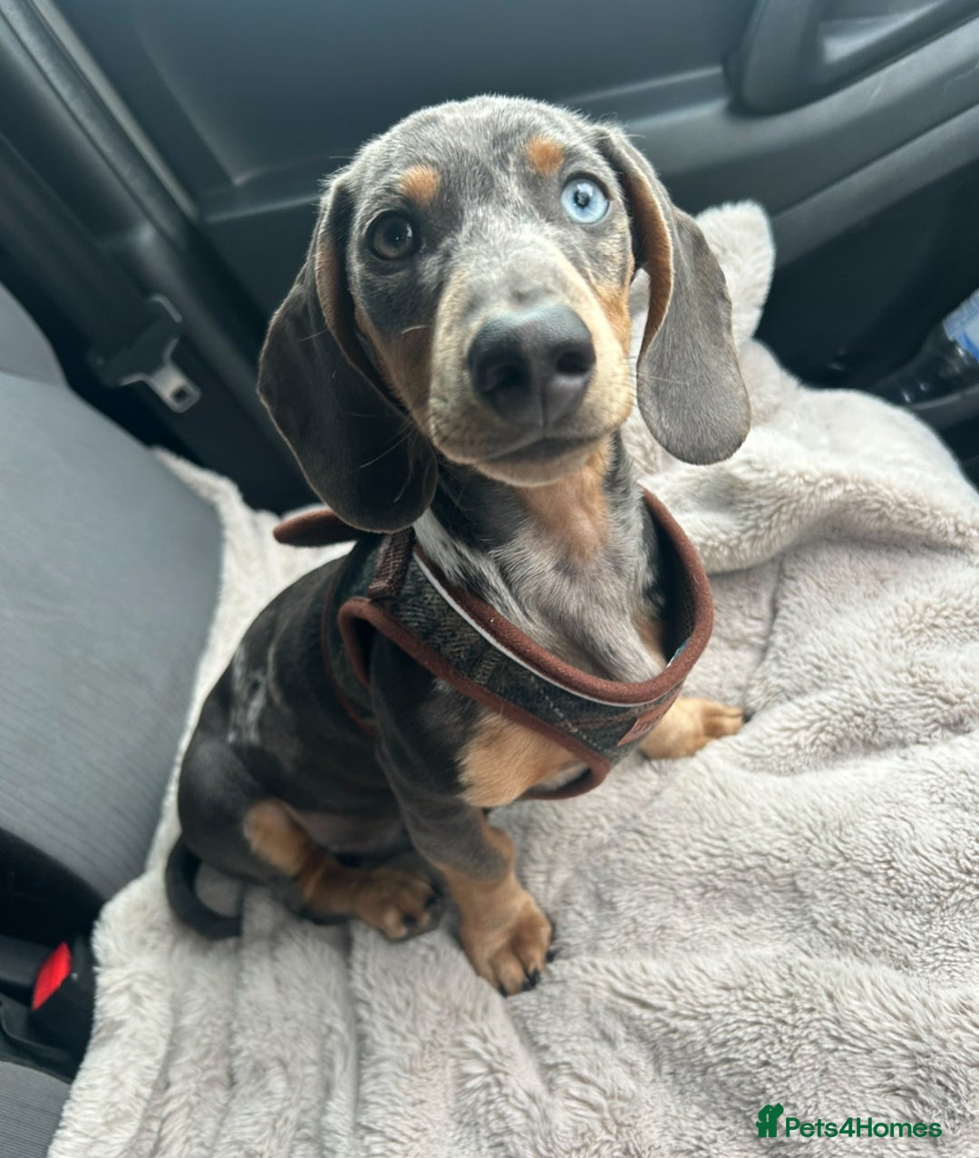 Dachshund dogs for stud: Dapple Dachshund  in Ellesmere Port - Image 4