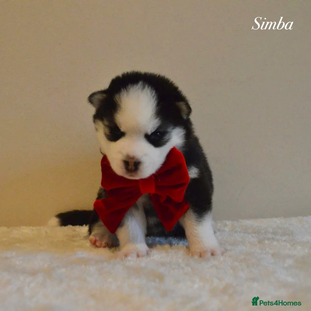 Pomsky dogs for sale: F2 Pomsky Puppies – Luna’s Pride Litter  - Advert 23