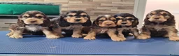 Cocker Spaniel dogs for stud: Stunning, Sable Show Cocker Stud, Health Tested. in Market Drayton - Advert 15