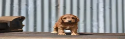 Cockapoo dogs for sale: Fox red Amazing obedience champion cockapoo pups  - Advert 14