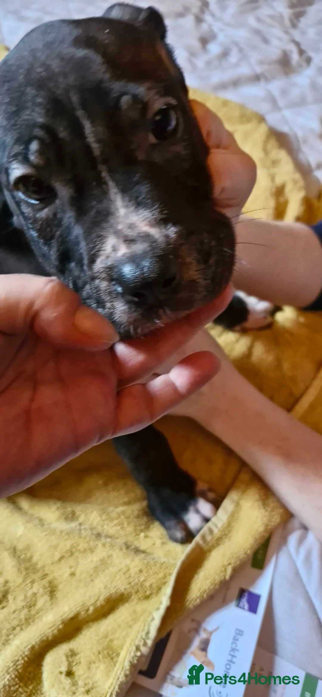 Mixed Breed dogs for sale: Caine-corso cross  in Rossendale - Advert 2