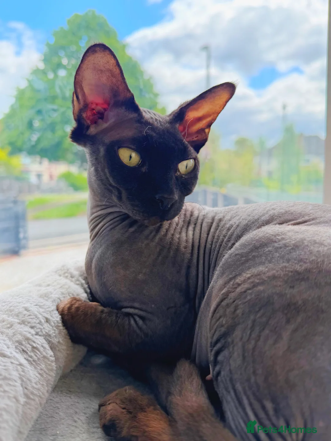 Sphynx cats for sale: WAITING LIST TICA SPHYNX KITTENS  - Advert 1