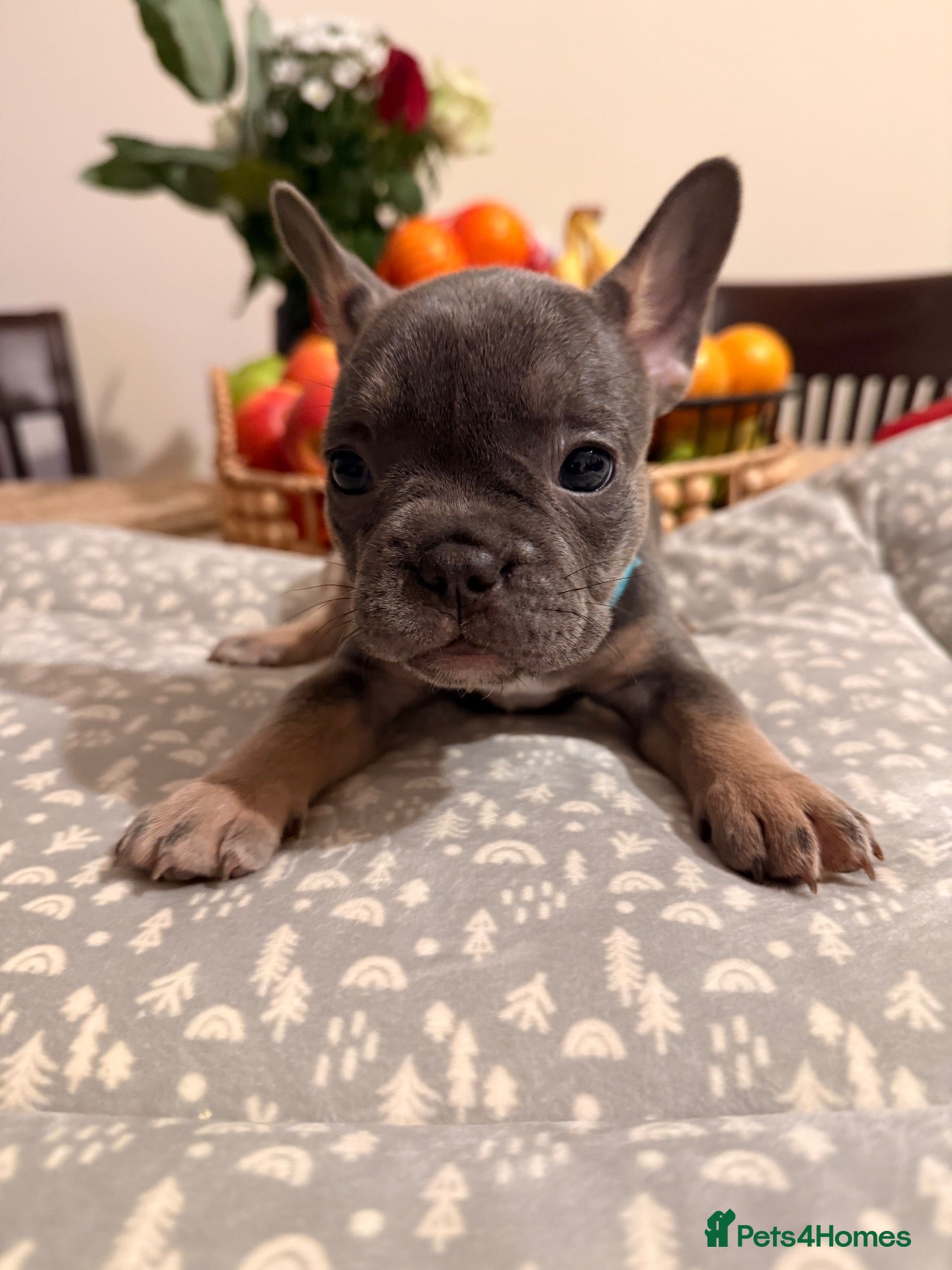 French Bulldog dogs 🌟Exceptional KC Reg French Bulldog Puppies🌟 - Advert 12