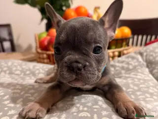 French Bulldog dogs 🌟Exceptional KC Reg French Bulldog Puppies🌟 - Advert 12