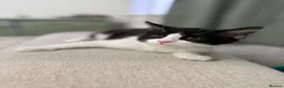 Mixed Breed cats for sale: Tux, Male long haired tuxedo kitten  - Advert 4