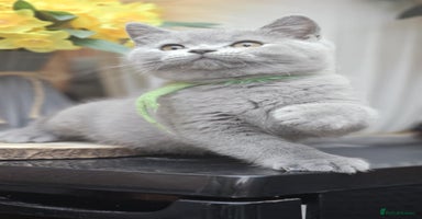 British Shorthair cats - Advert 4