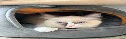 Ragdoll cats for sale: ⭐️⭐️⭐️ pure ragdolls kitten ⭐️⭐️⭐️ in Oswestry - Advert 3