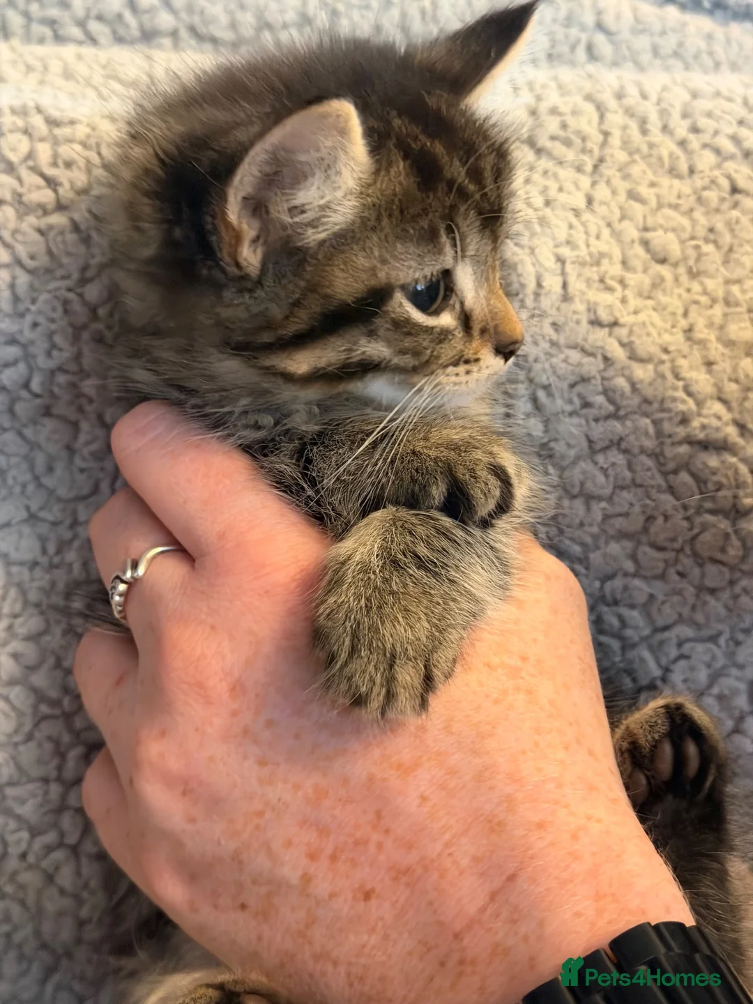 Mixed Breed cats for sale: Beautiful kittens looking for homes - Advert 16