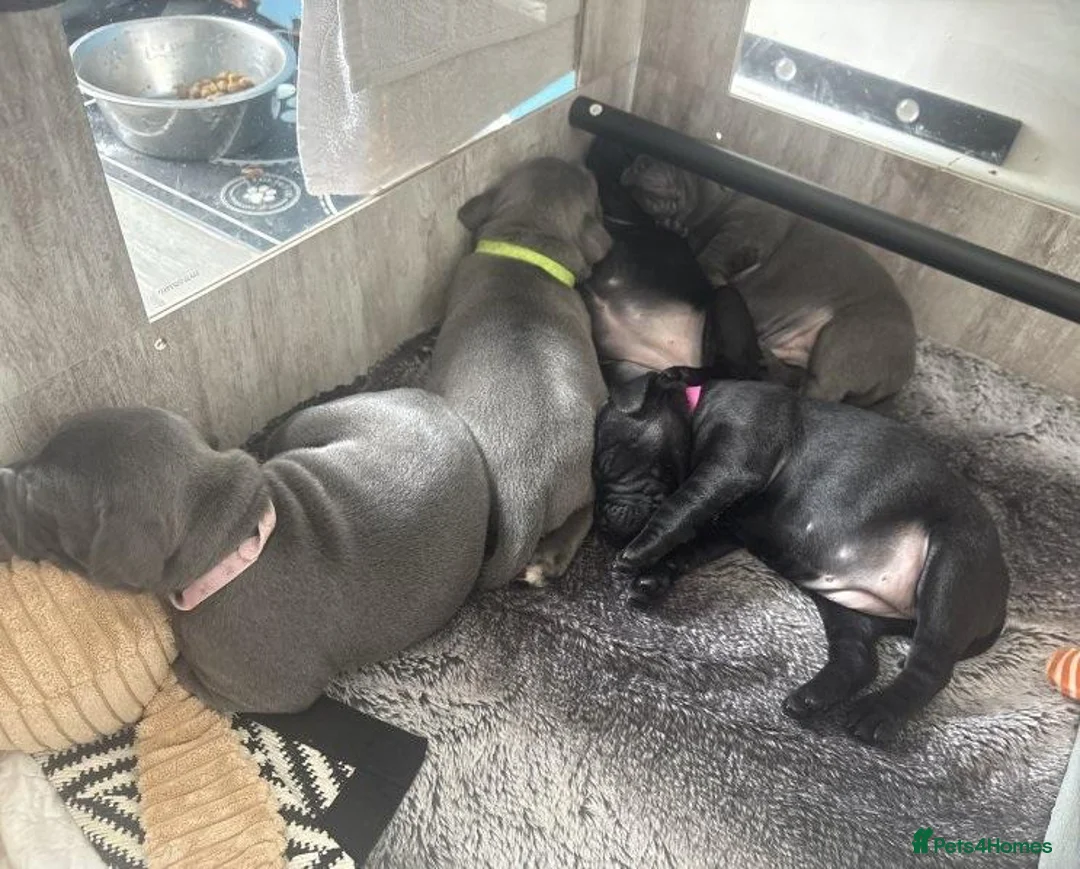 Staffordshire Bull Terrier dogs for sale: Brave Spirits With Loving Hearts in Watford - Advert 1