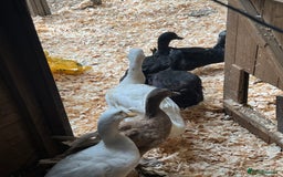 Ducks poultry for sale: 🦆 9 Ducks for Sale – 6 Females, 3 Males - Image 2