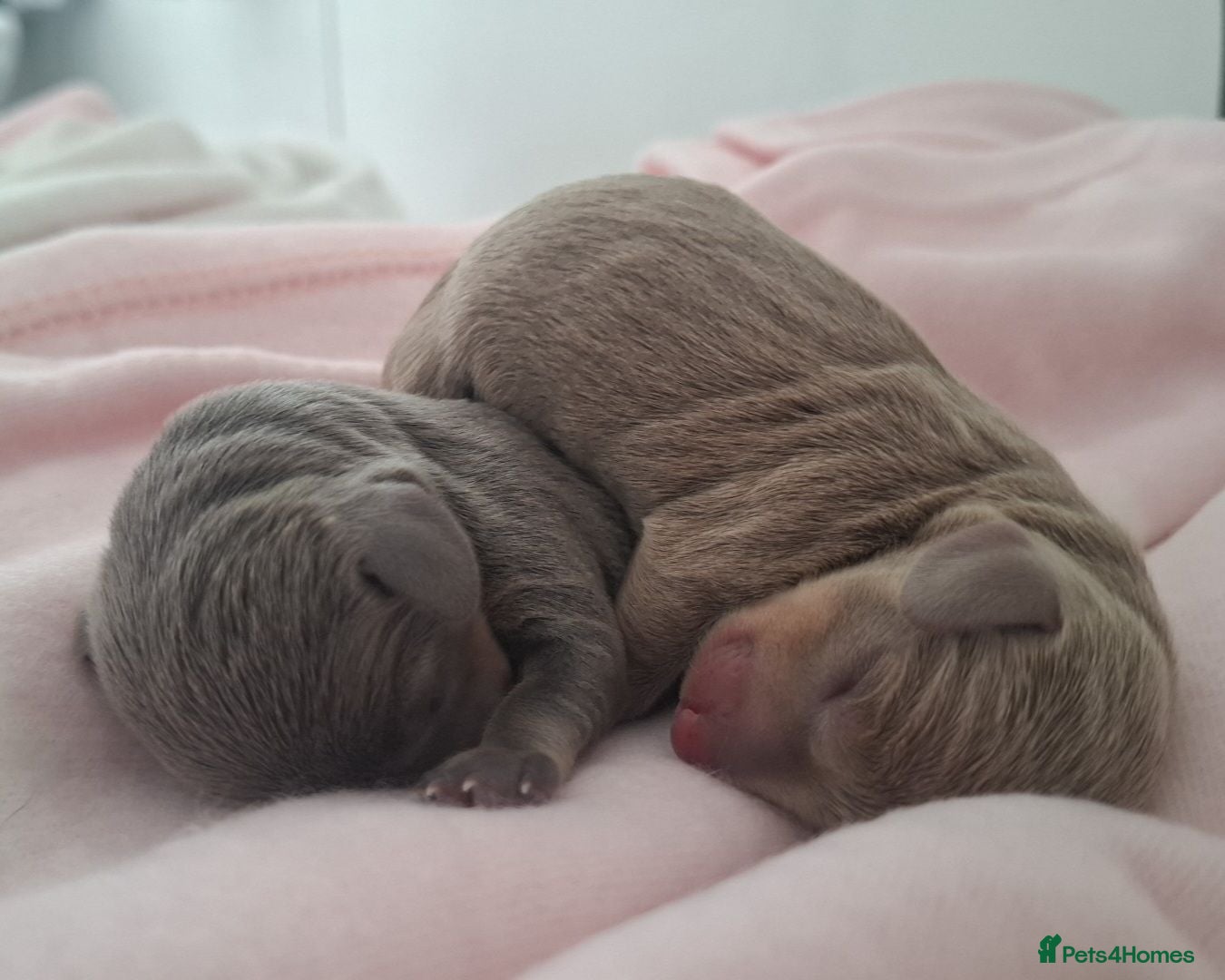 Miniature Dachshund dogs Beautiful miniature dachshunds - Advert 18